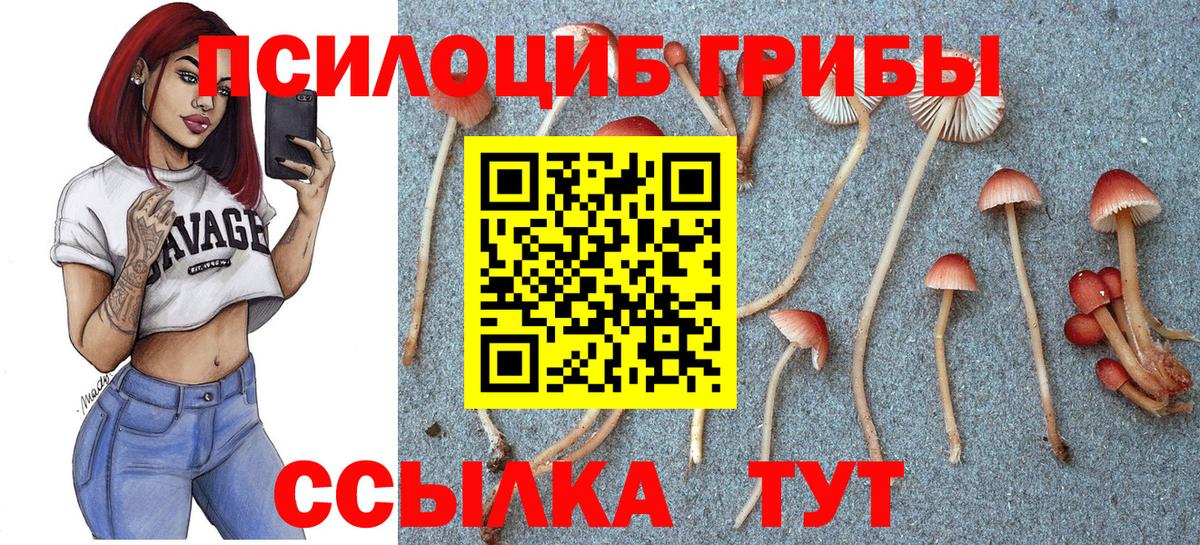 Черкесск  Галлюциногенные грибы Cubensis  Вход с VPN 